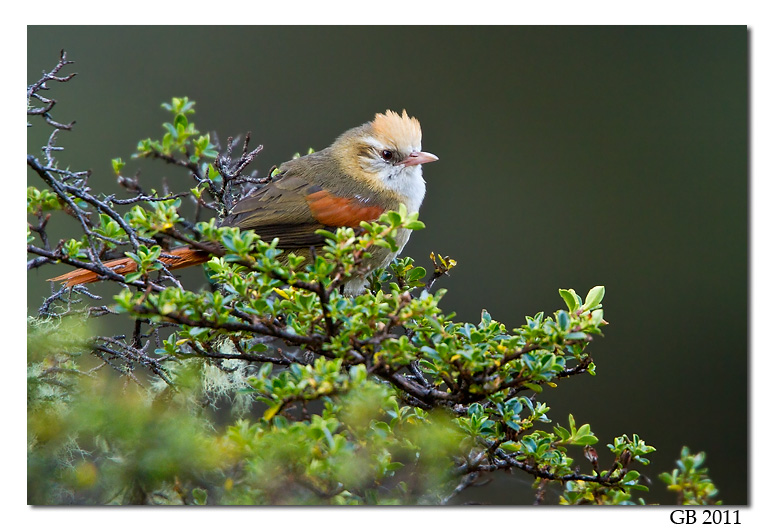 CREAMY-CRESTED SPINETAIL